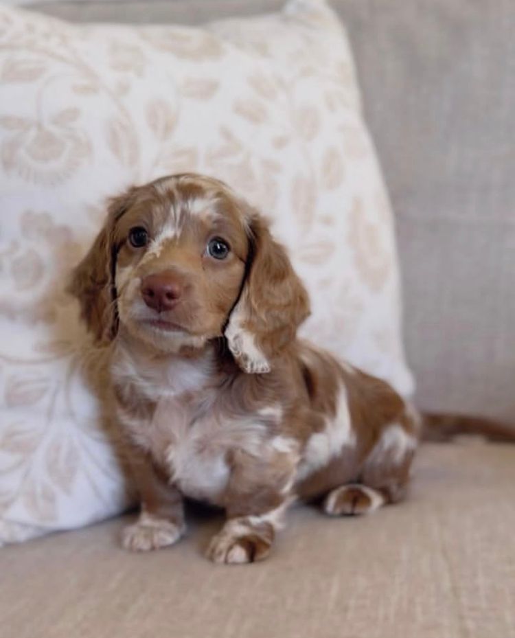 whatsapp ilkdfhgmage 2025 02 07 at 03.14.42