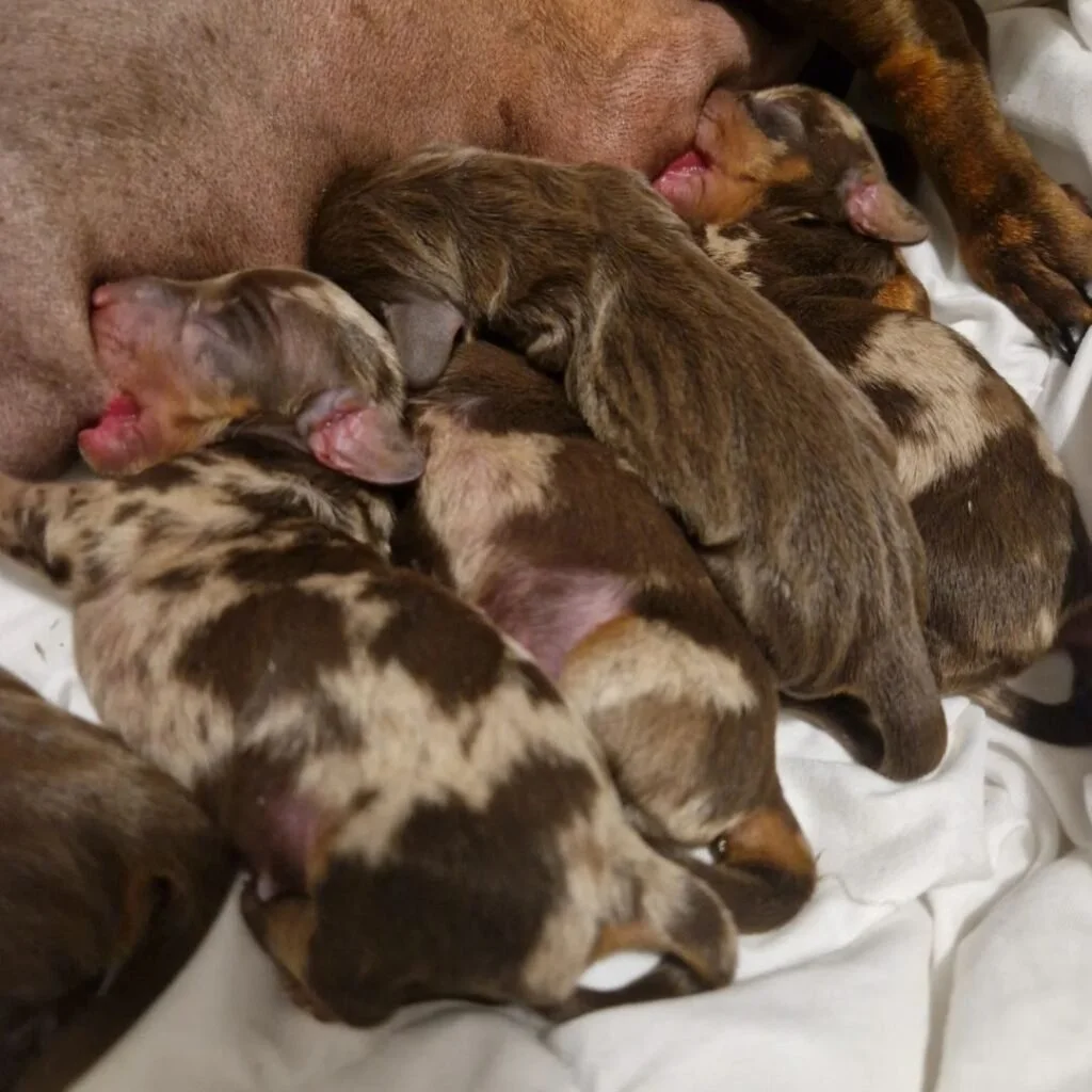 whatsapp image 2024 10 25 at 15.07.00 1024x1024.jpeg.bv