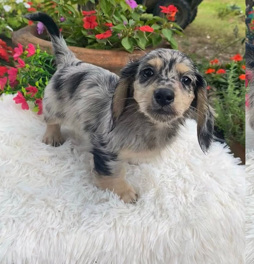 whatsapp image 2025 02 07 at 03.14.41