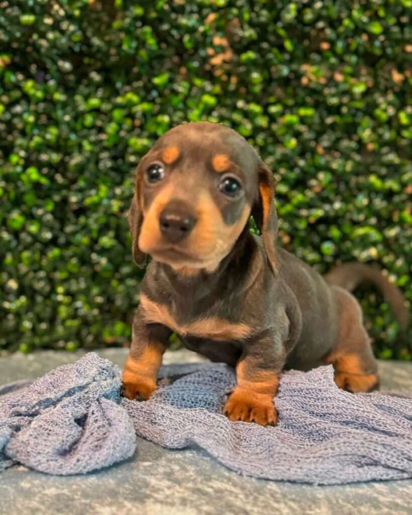 whatsapp image 2025 02 07 at 03.14.42 819x1024