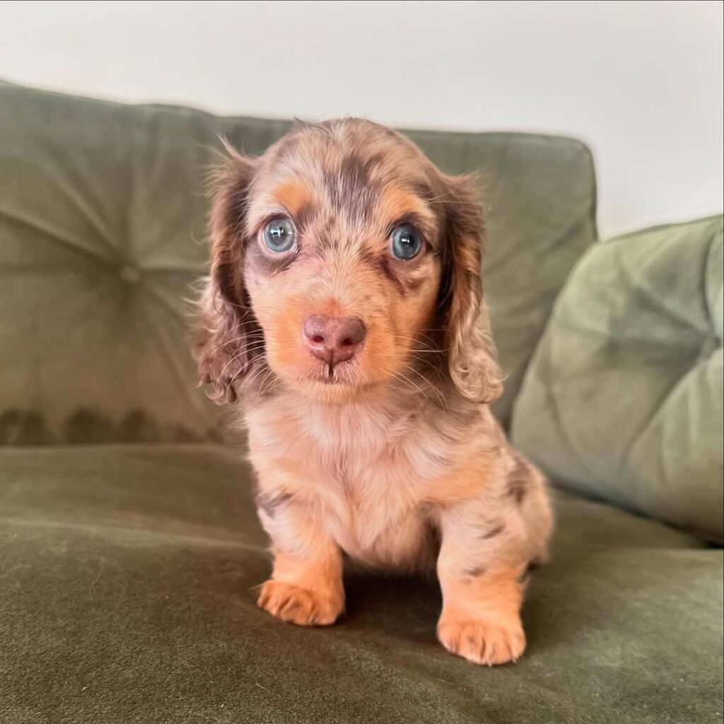 whatsapp image 202klhlk5 02 07 at 03.14.43 1024x1024