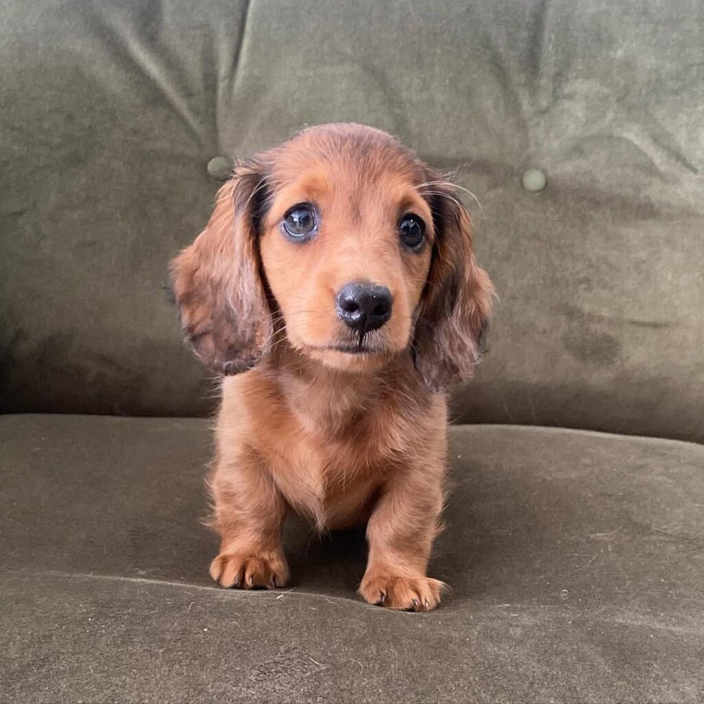 whatsapp image 202liiph5 02 07 at 03.14.43 1024x1024