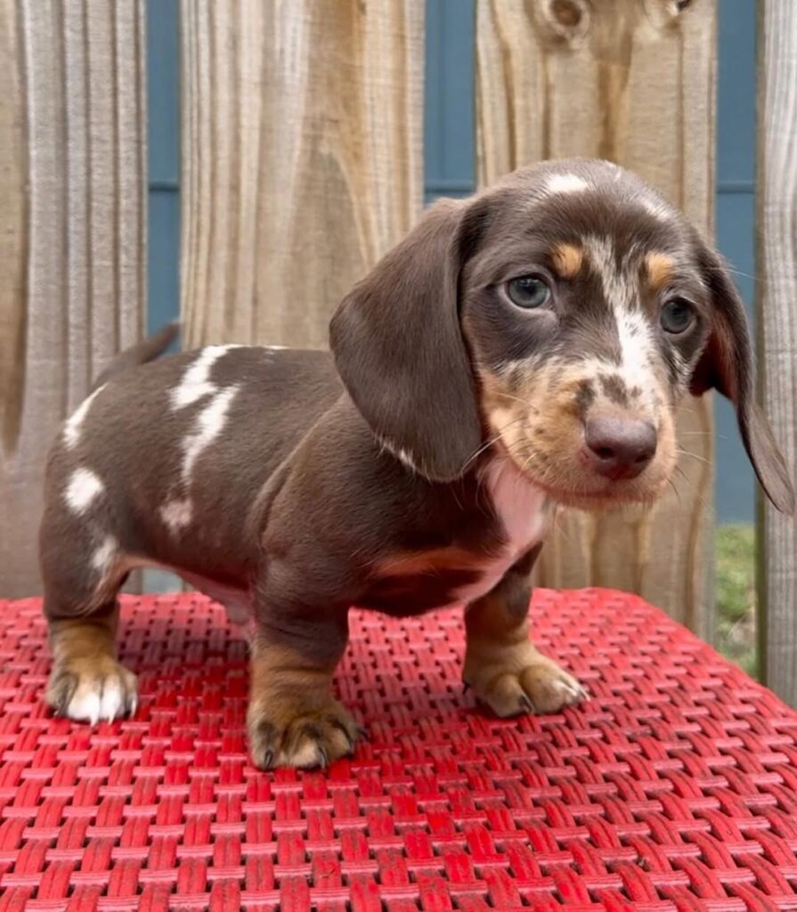 whatsapp image lkxfjhgns2025 02 07 at 03.14.42 895x1024