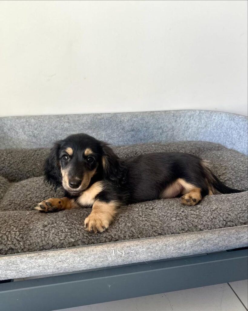 whatsapp imageklsdjfh 2025 02 07 at 03.14.43 819x1024